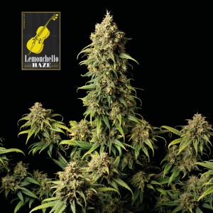 Lemonchello Haze Feminised Seeds Lemonchello Haze Feminised Seeds