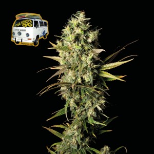 The White OG Feminised Seeds The White OG Feminised Seeds