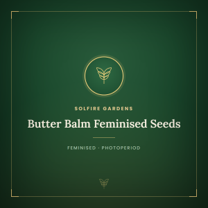 Butter Balm Feminised Seeds Butter Balm Feminised Seeds