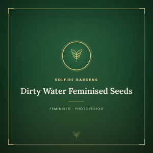 Dirty Water Feminised Seeds Dirty Water Feminised Seeds