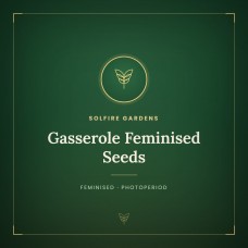 Gasserole Feminised Seeds Gasserole Feminised Seeds