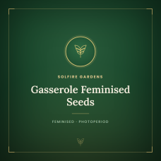Gasserole Feminised Seeds Gasserole Feminised Seeds