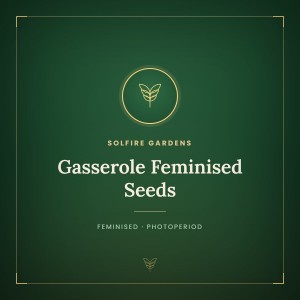 Gasserole Feminised Seeds Gasserole Feminised Seeds