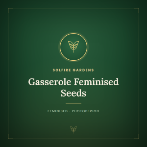 Gasserole Feminised Seeds Gasserole Feminised Seeds