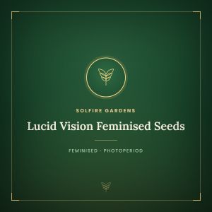 Lucid Vision Feminised Seeds Lucid Vision Feminised Seeds