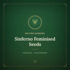 Sinferno Feminised Seeds Sinferno Feminised Seeds