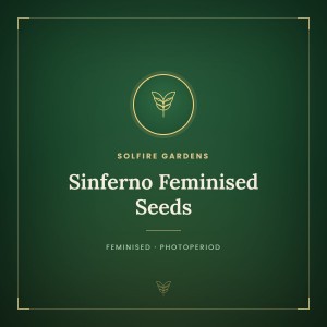 Sinferno Feminised Seeds
