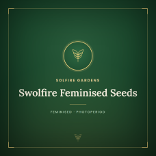 Swolfire Feminised Seeds Swolfire Feminised Seeds
