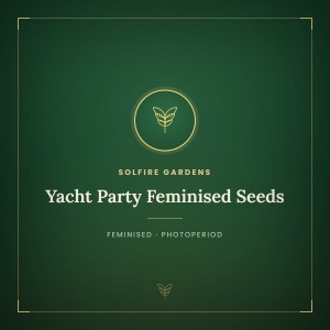 Yacht Party Feminised Seeds Yacht Party Feminised Seeds