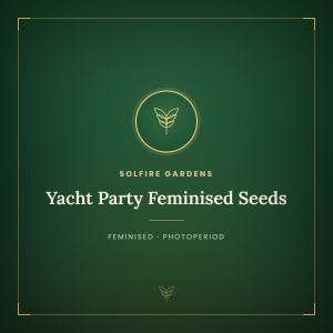 Yacht Party Feminised Seeds Yacht Party Feminised Seeds