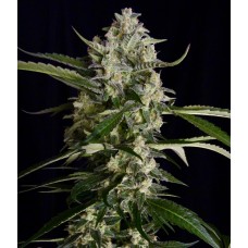 Seriosa Feminised Seeds Seriosa Feminised Seeds