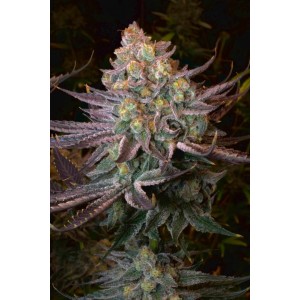 Seriotica Feminised Seeds Seriotica Feminised Seeds
