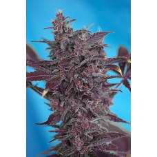 Black Cream Auto Feminised Seeds Black Cream Auto Feminised Seeds