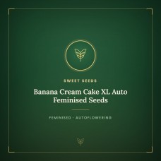 Banana Cream Cake XL Auto Feminised Seeds Banana Cream Cake XL Auto Feminised Seeds