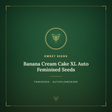Banana Cream Cake XL Auto Feminised Seeds Banana Cream Cake XL Auto Feminised Seeds