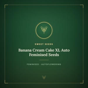 Banana Cream Cake XL Auto Feminised Seeds Banana Cream Cake XL Auto Feminised Seeds
