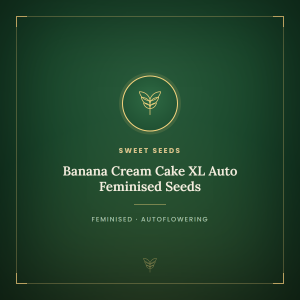 Banana Cream Cake XL Auto Feminised Seeds Banana Cream Cake XL Auto Feminised Seeds