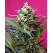 Big Devil XL Auto Feminised Seeds Big Devil XL Auto Feminised Seeds