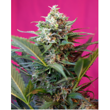 Big Devil XL Auto Feminised Seeds Big Devil XL Auto Feminised Seeds