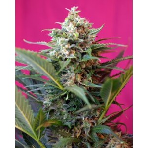 Big Devil XL Auto Feminised Seeds