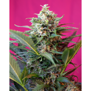 Big Devil XL Auto Feminised Seeds Big Devil XL Auto Feminised Seeds