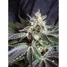Black Jack Feminised Seeds Black Jack Feminised Seeds