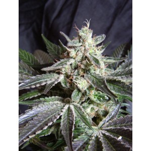Black Jack Feminised Seeds Black Jack Feminised Seeds