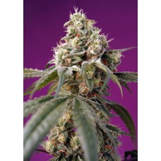Bruce Banner Auto Feminised Seeds Bruce Banner Auto Feminised Seeds