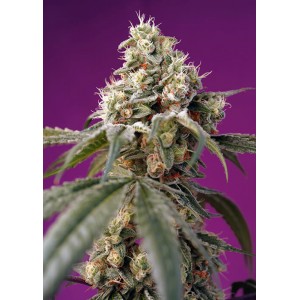 Bruce Banner Auto Feminised Seeds Bruce Banner Auto Feminised Seeds