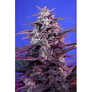 Bloody Skunk Auto Feminised Seeds