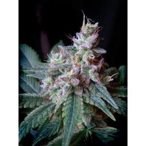 Cream Caramel Feminised Seeds