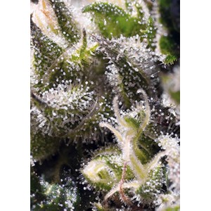 Cream Caramel Auto Feminised Seeds Cream Caramel Auto Feminised Seeds