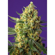 Crystal Candy XL Auto Feminised Seeds Crystal Candy XL Auto Feminised Seeds