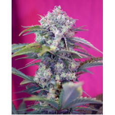 Cream Mandarine Auto Feminised Seeds Cream Mandarine Auto Feminised Seeds