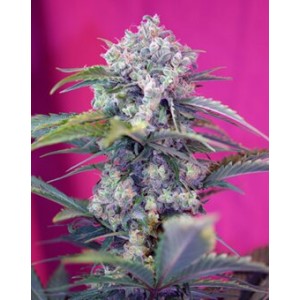 Cream Mandarine Auto Feminised Seeds