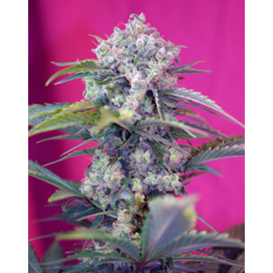 Cream Mandarine Auto Feminised Seeds Cream Mandarine Auto Feminised Seeds