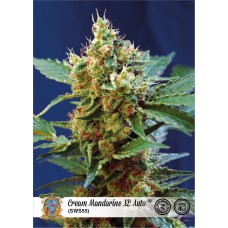 Cream Mandarine XL Auto Feminised Seeds Cream Mandarine XL Auto Feminised Seeds