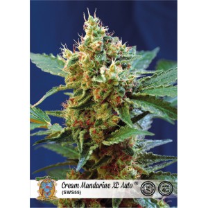 Cream Mandarine XL Auto Feminised Seeds Cream Mandarine XL Auto Feminised Seeds