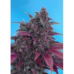 Dark Devil Auto Feminised Seeds Dark Devil Auto Feminised Seeds