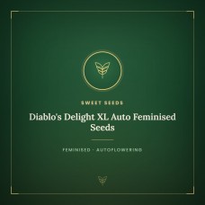 Diablo's Delight XL Auto Feminised Seeds Diablo's Delight XL Auto Feminised Seeds
