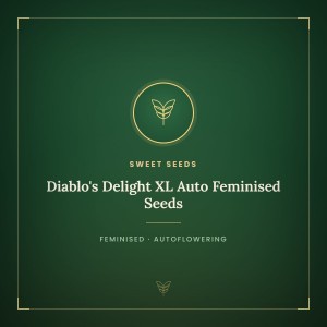 Diablo's Delight XL Auto Feminised Seeds