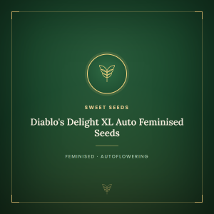 Diablo's Delight XL Auto Feminised Seeds Diablo's Delight XL Auto Feminised Seeds