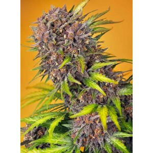 Diablo Rojo XL Auto Feminised Seeds Diablo Rojo XL Auto Feminised Seeds