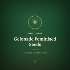 Gelonade Feminised Seeds Gelonade Feminised Seeds