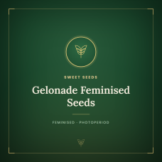 Gelonade Feminised Seeds Gelonade Feminised Seeds