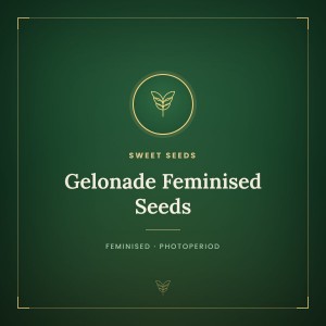 Gelonade Feminised Seeds Gelonade Feminised Seeds