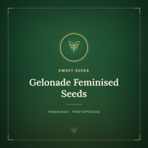 Gelonade Feminised Seeds Gelonade Feminised Seeds