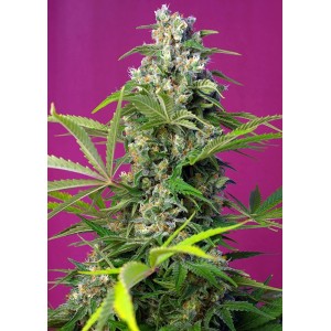 Gorilla Girl Feminised Seeds Gorilla Girl Feminised Seeds