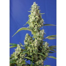 Gorilla Girl XL Auto Feminised Seeds Gorilla Girl XL Auto Feminised Seeds
