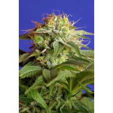 Green Poison Feminised Seeds Green Poison Feminised Seeds